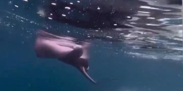 Неверојатна сцена во океанот: Орка со удар од опашката исфрли бремена раја во воздух – нејзините младенчиња завршија во водата (ВИДЕО)