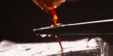ВИДЕО | Научниците снимија како пчелиното осило продолжува да вбризгува отров и откако ќе се одвои од телото